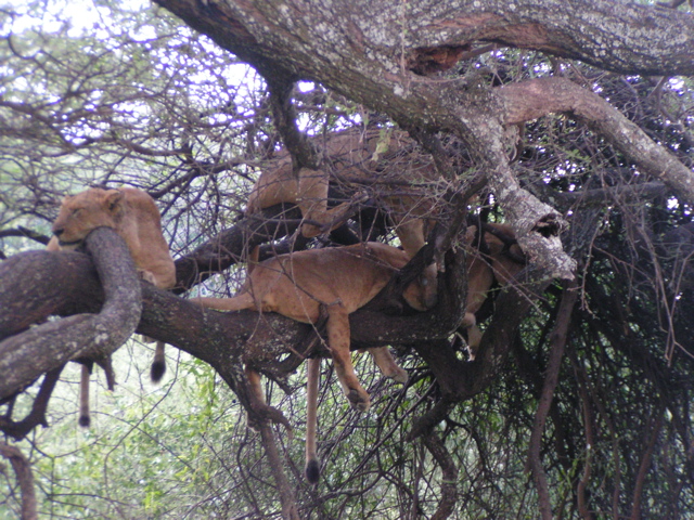 Yep, we were under this tree