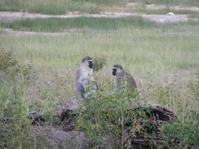 Our vervet cousins