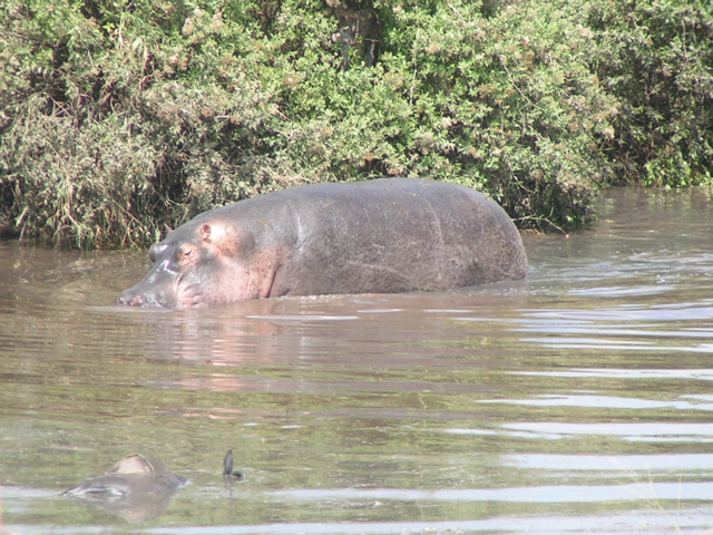 Stinky hippo!