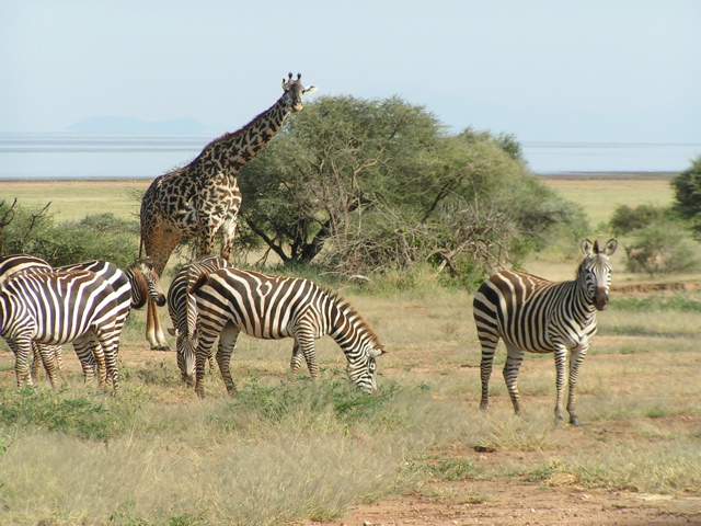 More zebras than you can count