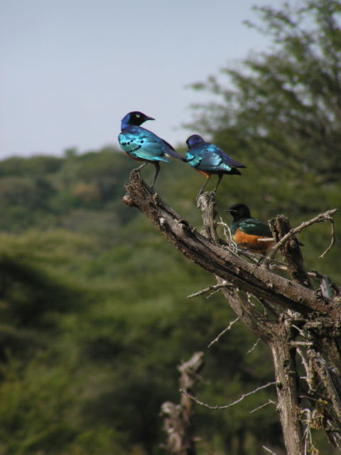 Lovely flourescent birds