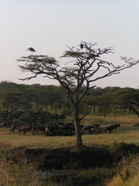 Classic Serengeti