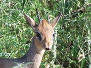 dikdik