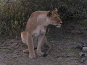 Lion interested in cheetah