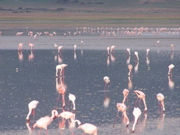 Many,many flamingoes